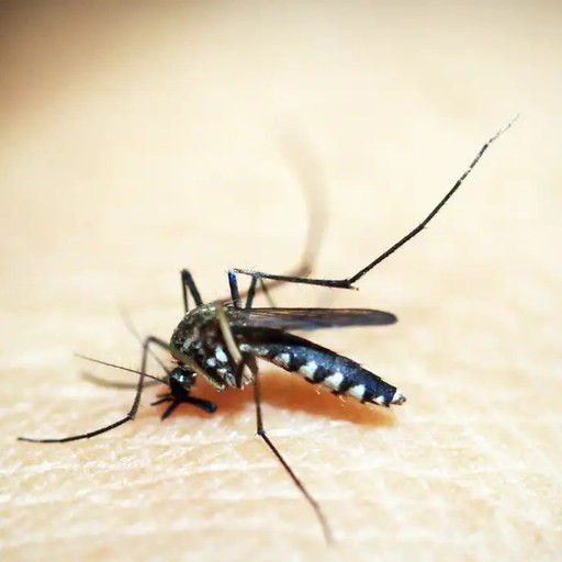 Imagem ilustrativa do curso de Monitoramento e Vigilância da Dengue